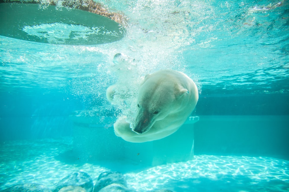 Urso polar na fotografia do corpo da água