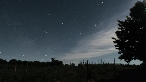Night sky filled with stars over a quiet vineyard, capturing the peacefulness of the La Rioja countryside.