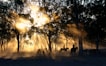 silhouette photography of horse riders on trees