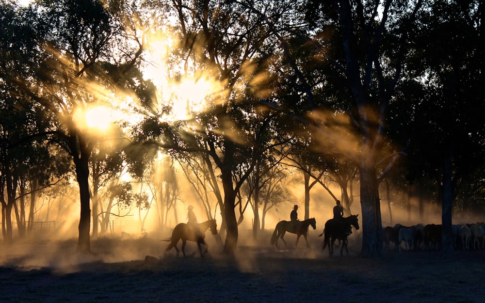 silhouette photography of horse riders on trees