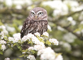 brown owl on tree branch in shallow focus photography