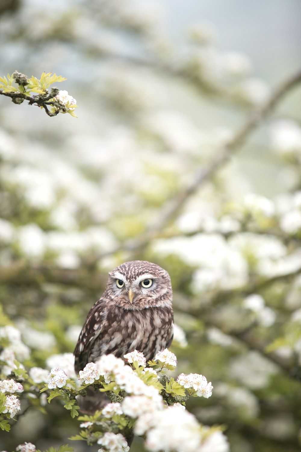 brown owl on tree branch in shallow focus photography