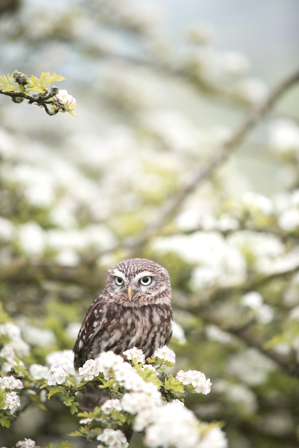 hibou brun sur la branche d’arbre dans la photographie à mise au point peu profonde