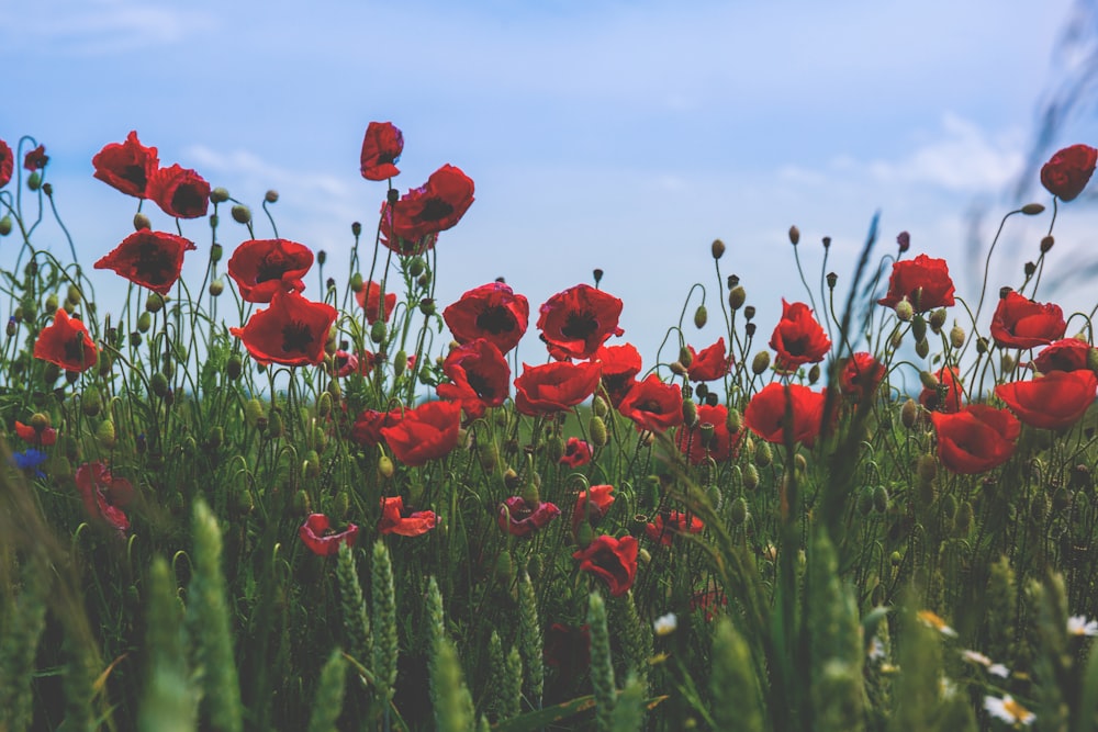 Fotografía de primer plano de flores rojas de amapola bajo cielo azul claro