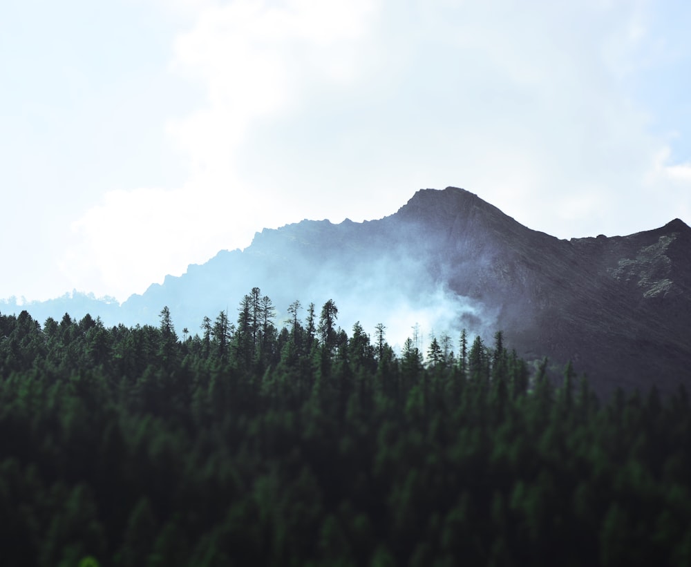 green trees on the forest beside the mountain photography