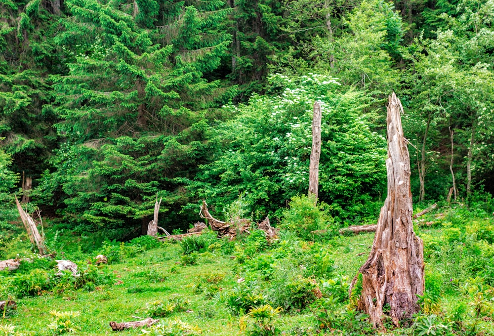 green grass and brown tree trunk