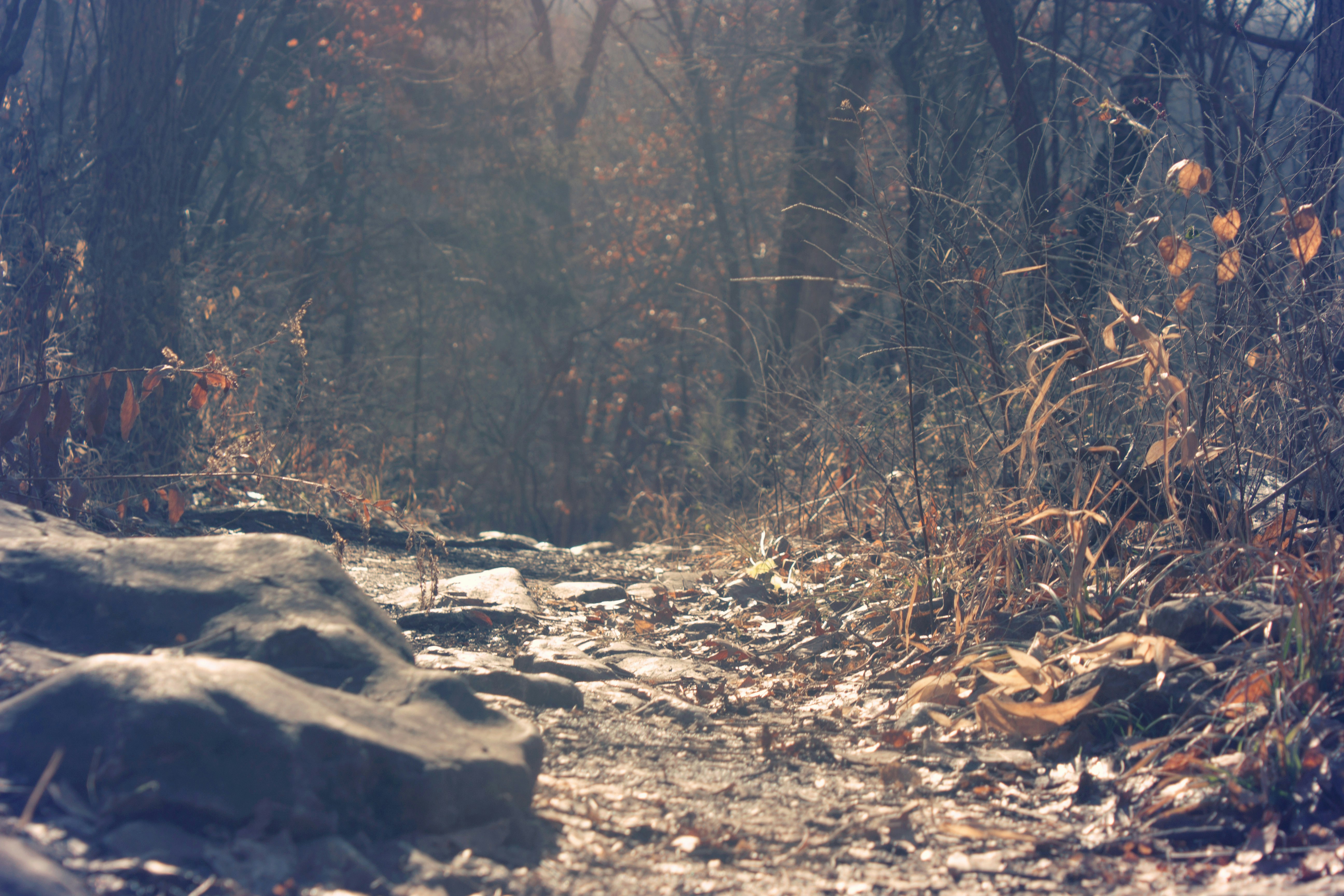 Free Unsplash photo from Matthew Hall