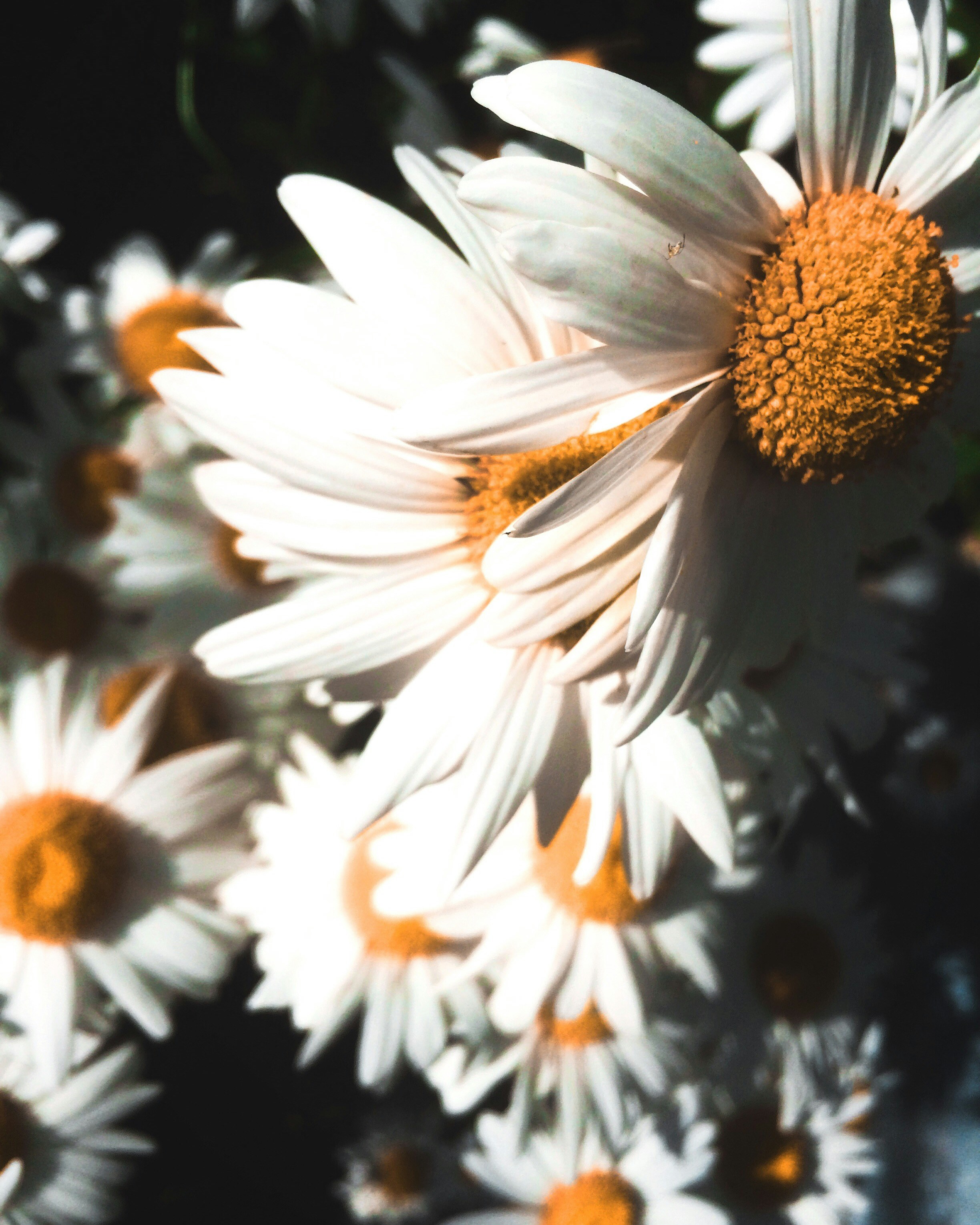 Free Unsplash photo from Andrew Volkov