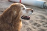 A happy golden retriever freshly groomed, sitting on a sunny Gold Coast beach.