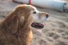 A happy golden retriever freshly groomed, sitting on a sunny Gold Coast beach.