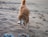 A brown dog walking on a sandy beach while holding a plastic bottle in its mouth. The surroundings show footprints and a piece of blue rope on the ground.