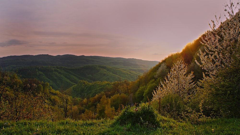 green and brown forest and mountain