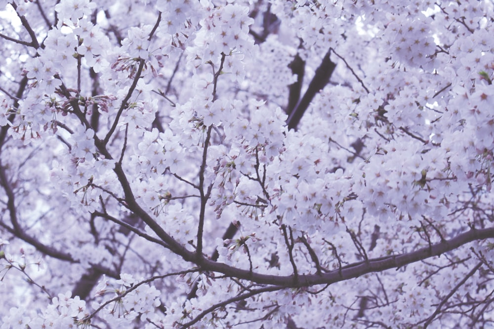 closeup photo of cherry blossoms