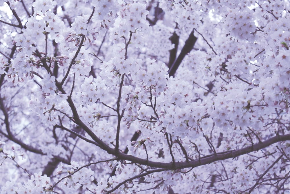 Foto de primer plano de flores de cerezo