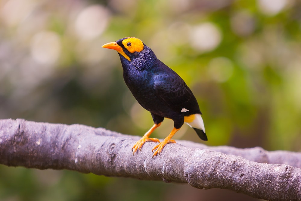 Kurzschnabeliger schwarzer, orangefarbener und weißer Vogel auf einem Ast