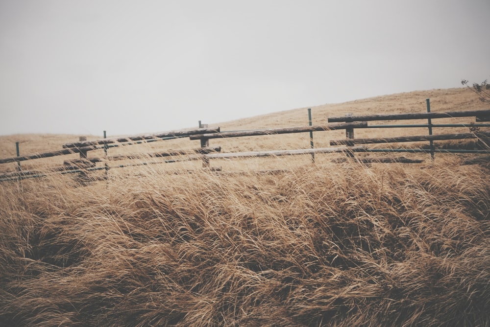 green grass at daytime