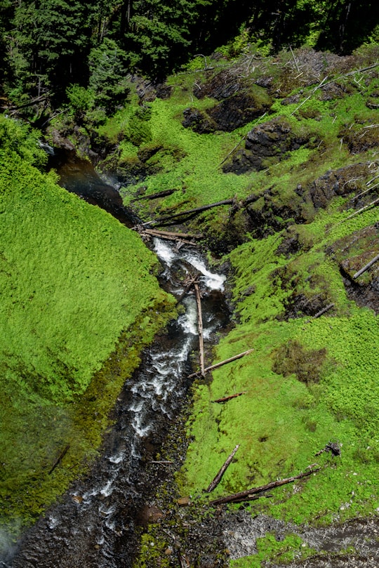 green plants in Salt Creek Falls United States