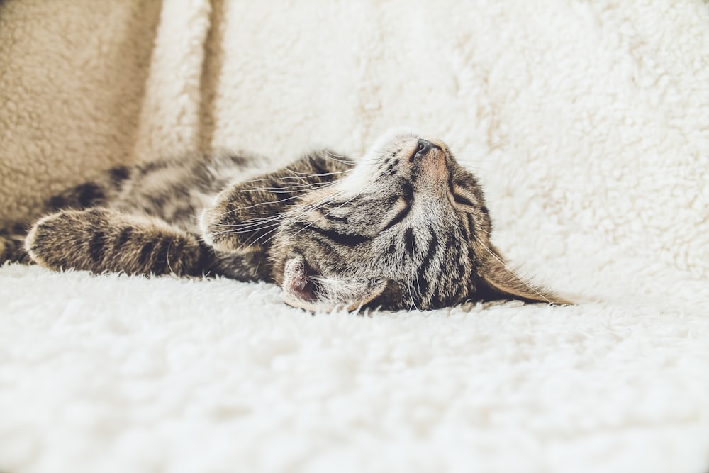 Close-up of a tabby cat lying on its back on a white blanket