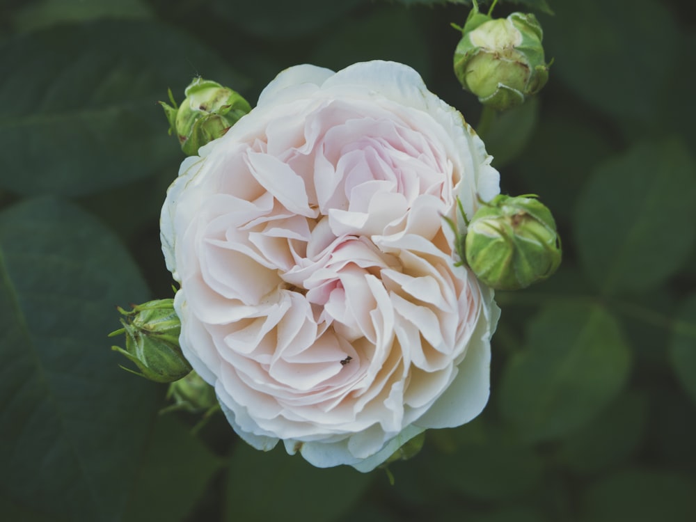 white petaled flower