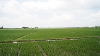 A scenic view of Oryza Farmlands showcasing lush greenery and open spaces.