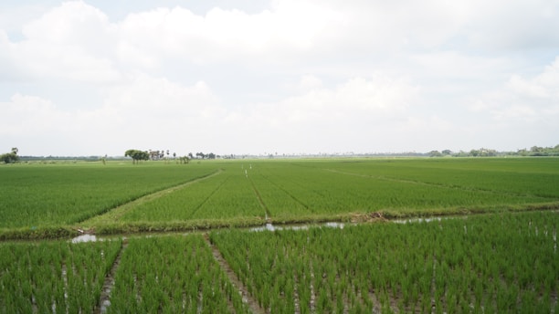 A scenic view of Oryza Farmlands showcasing lush greenery and open spaces.