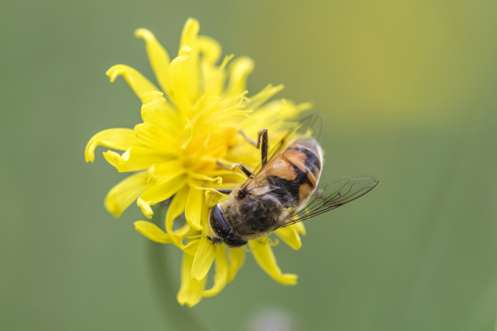 honeybee perched on yellow flower in close up photography during daytime