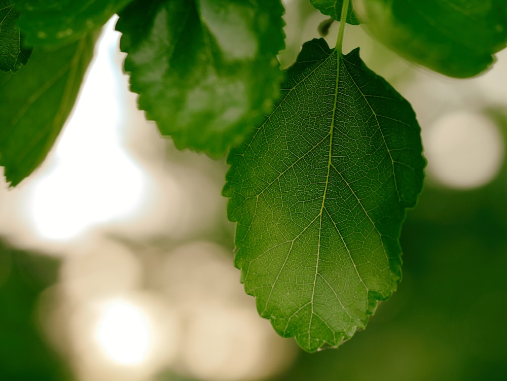 green leaf