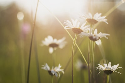 close up photo of white petaled flower wildflower teams background