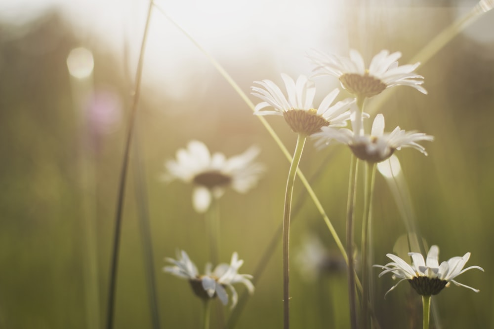 close up photo of white petaled flower