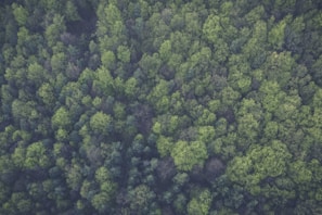 An aerial view of a forest with varying shades of green.