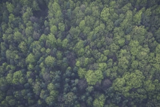 An aerial view of a forest with varying shades of green.