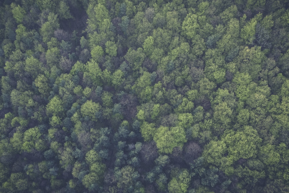 aerial view of trees