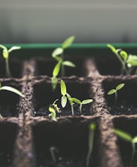 selective focus photo of plant spouts