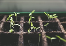 selective focus photo of plant spouts