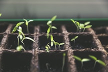 selective focus photo of plant spouts
