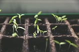 selective focus photo of plant spouts