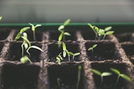 selective focus photo of plant spouts