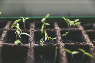 selective focus photo of plant spouts