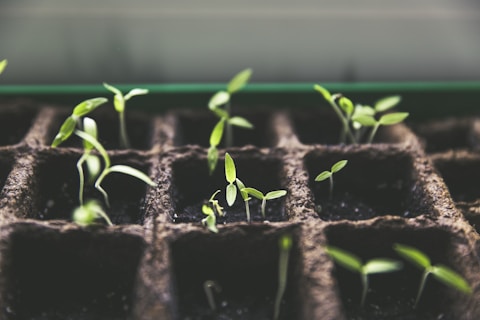 selective focus photo of plant spouts
