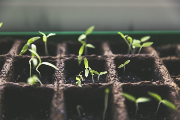 selective focus photo of plant spouts