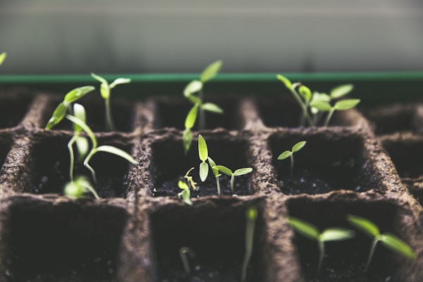 Young seedlings growing in seed starting trays under grow lights