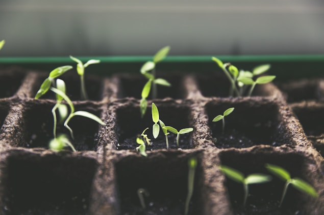 selective focus photo of plant spouts