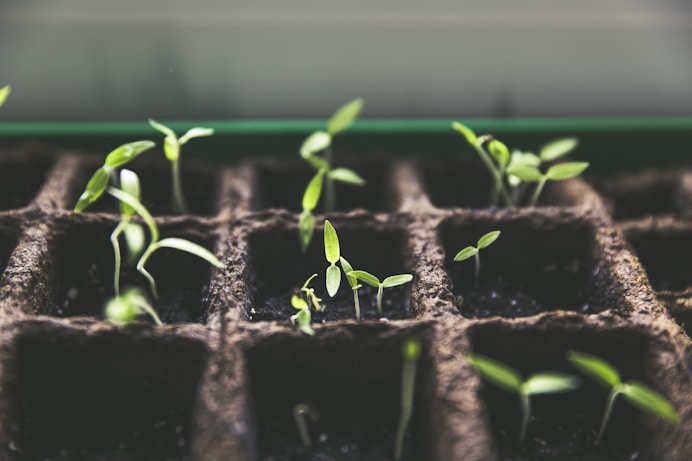 selective focus photo of plant spouts