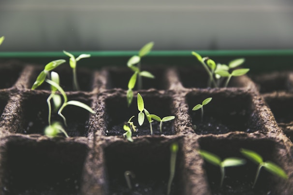 selective focus photo of plant spouts