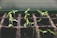 selective focus photo of plant spouts
