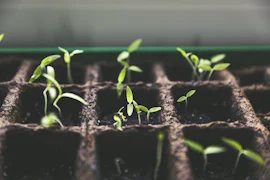 Low maintenance plants