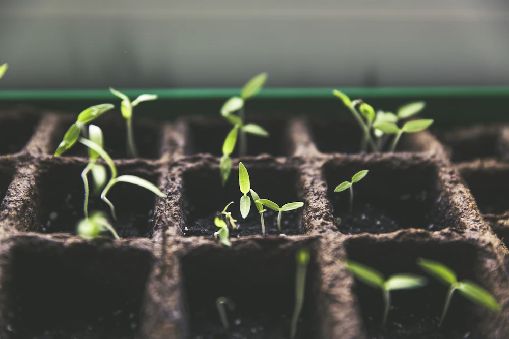 Young plants growing in rich soil