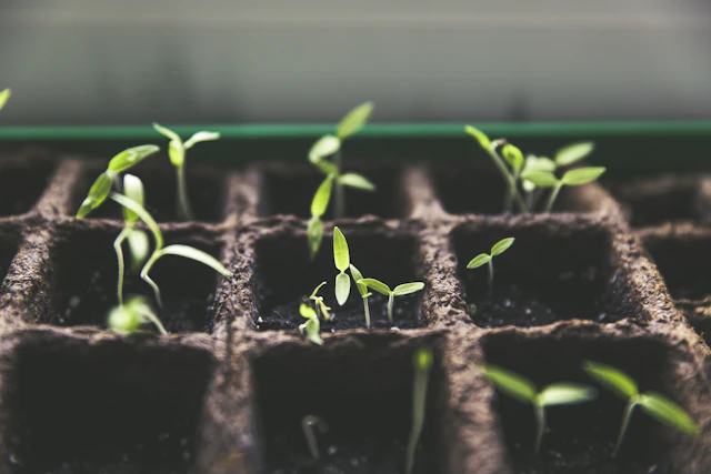 Lush garden beds and seasonal greenery