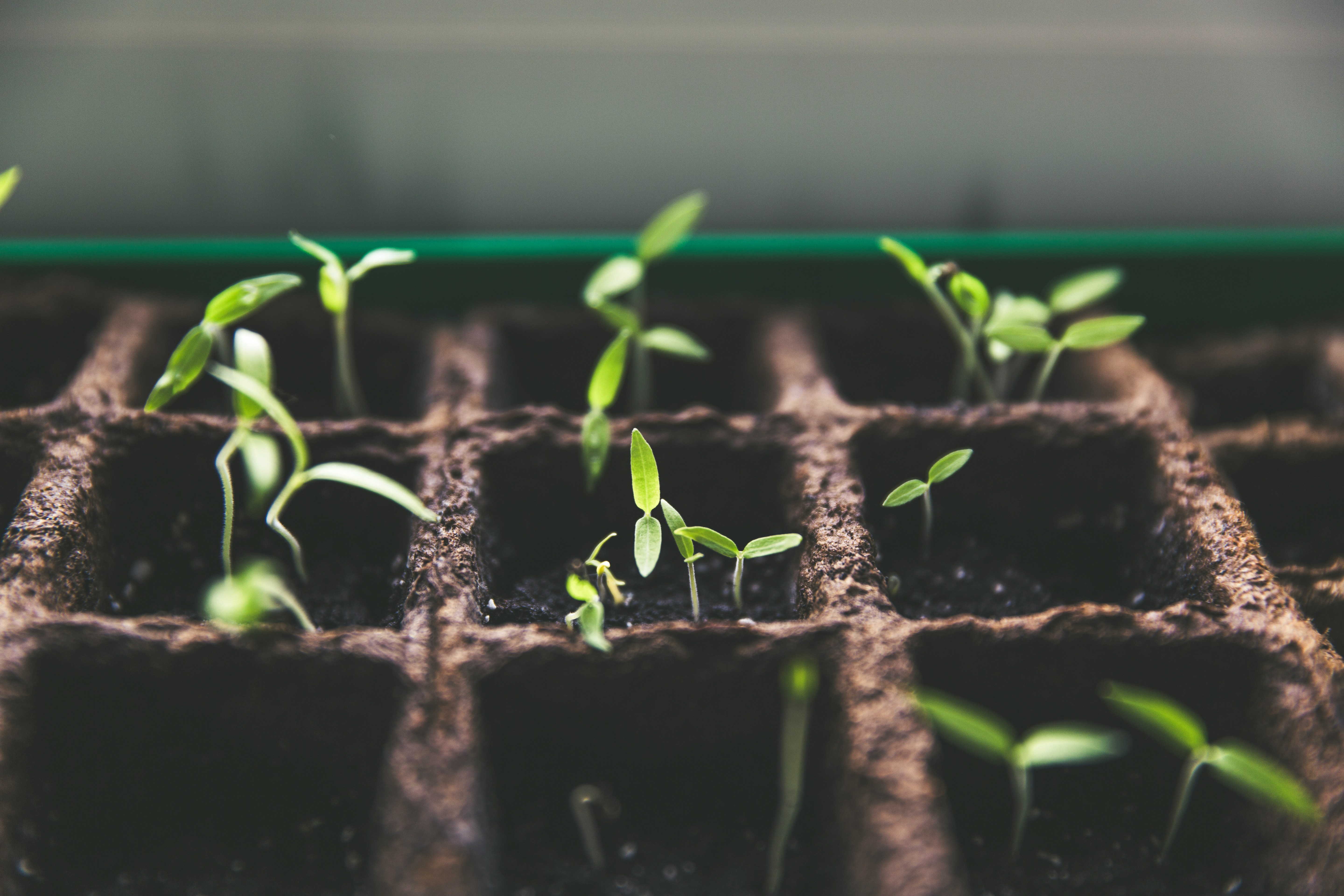 Cannabis seed germinating