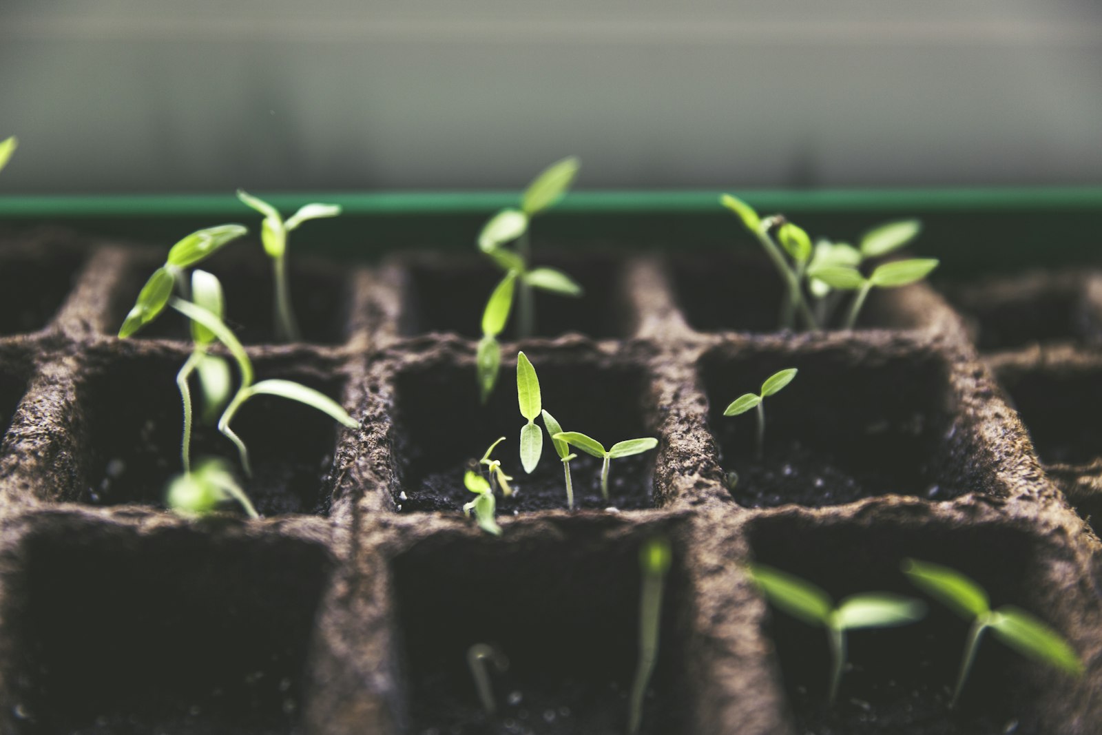 Jonge planten die opkomen in zaaitrays